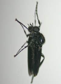Bibio sp.